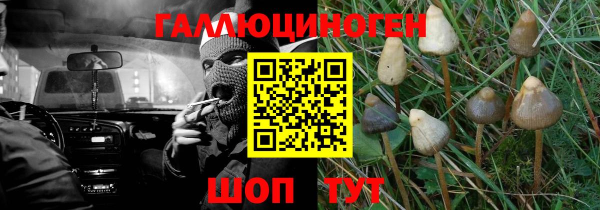 Галлюциногенные грибы Psilocybe Жуковский